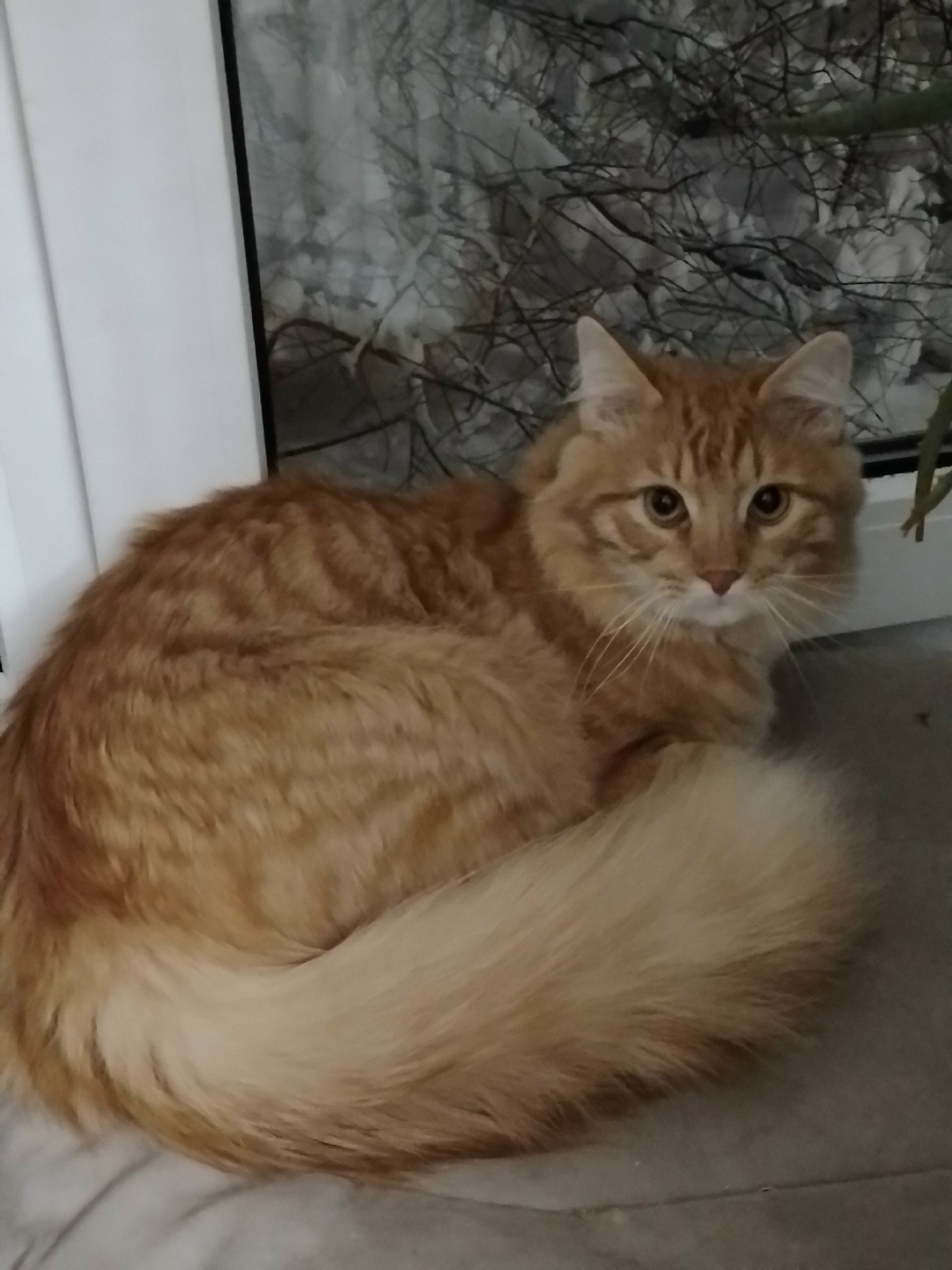Lost Cat in Bournemouth, England — listing photo
