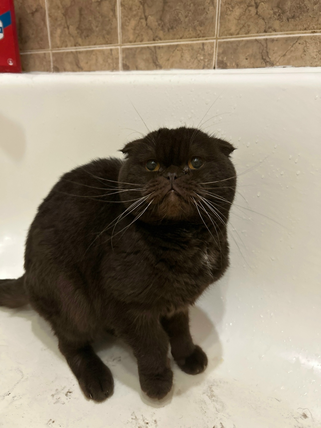 Found Cat in Southampton, England — listing photo
