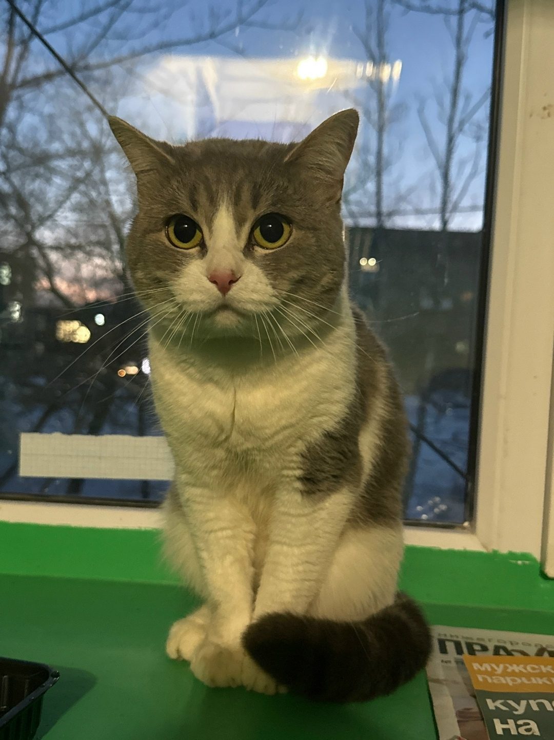 Found Cat in Bristol, England — Cat found safe in Bristol