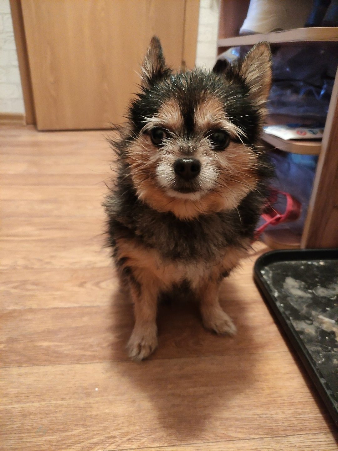 Lost Dog in Bolton, England Lost Dog in Bolton, England — listing photo