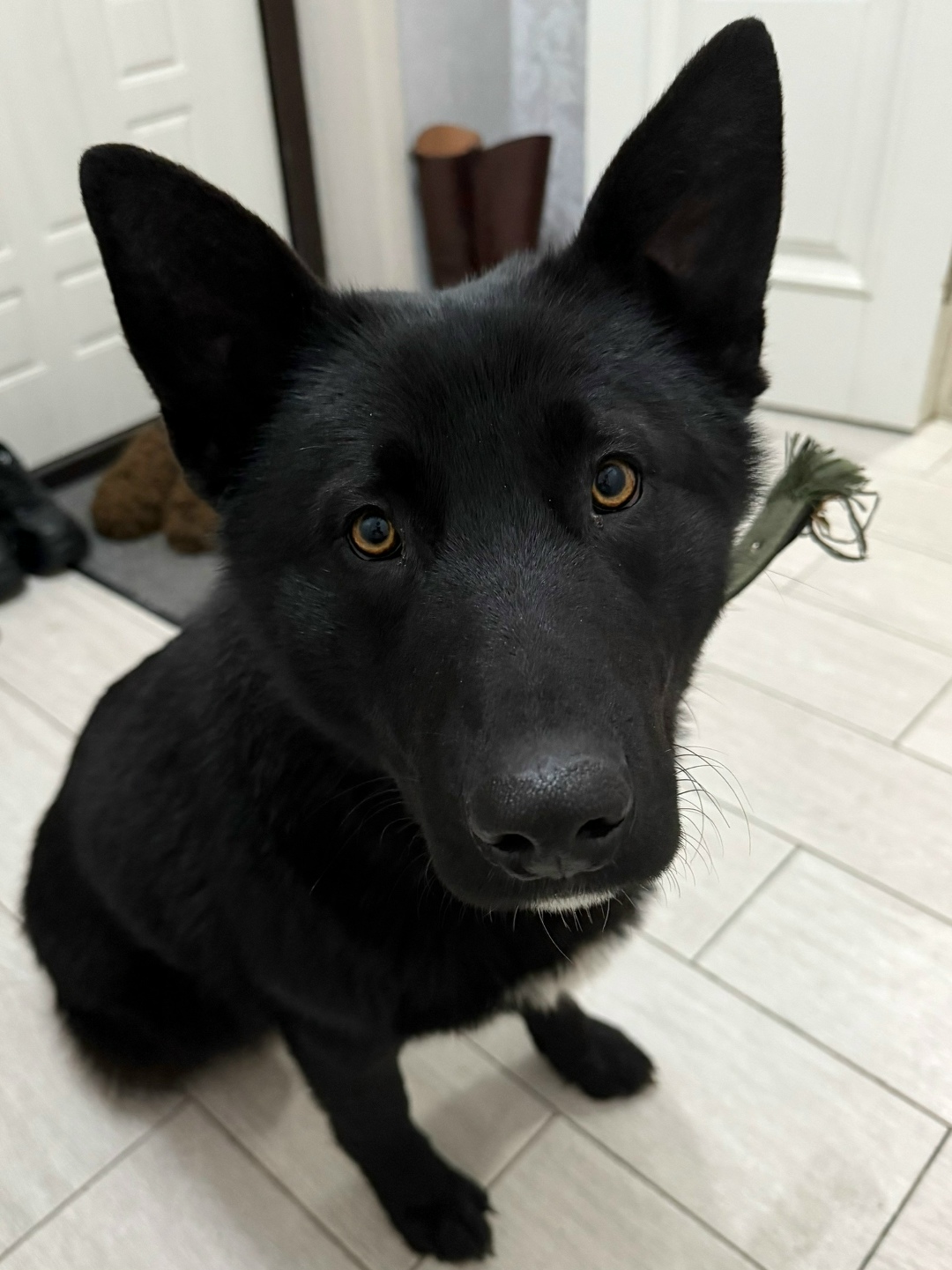 Found Dog in Cardiff, Wales — Stray dog found in Cardiff