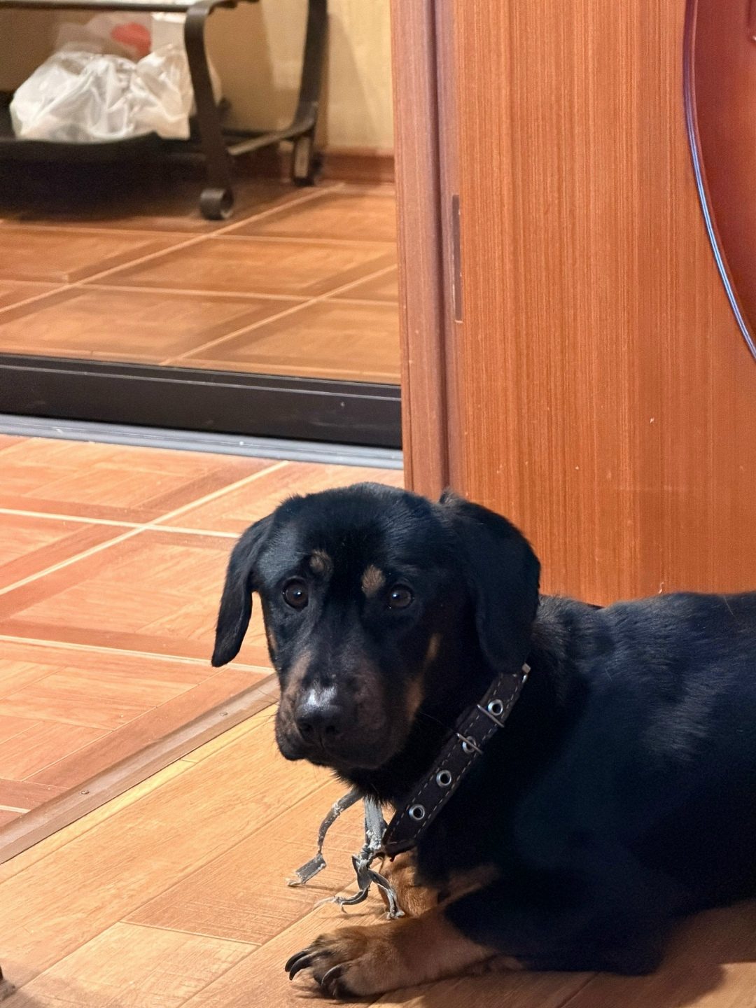 Found Dog in Liverpool, England — listing photo