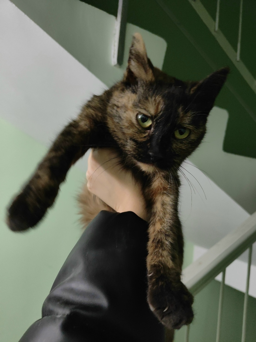 Found Cat in Belfast, Northern Ireland — listing photo