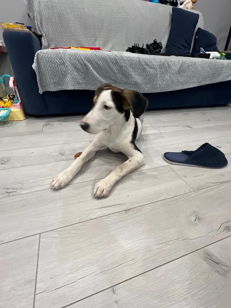 Found Dog in Plymouth, England — listing photo