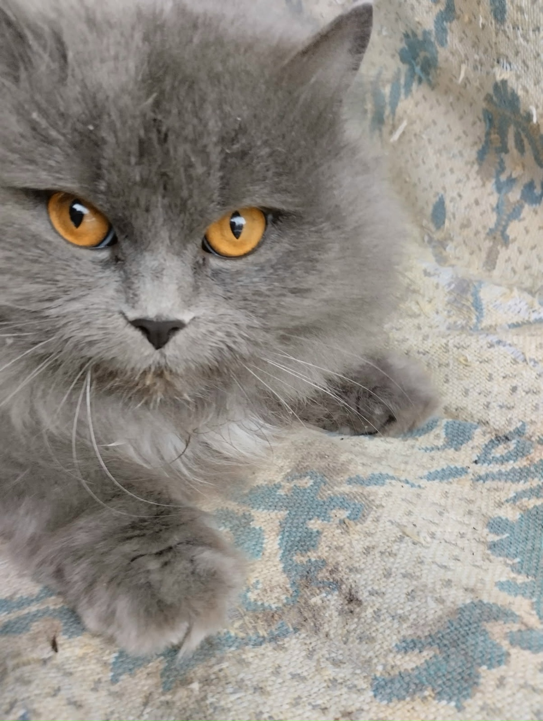 Found Cat in Ipswich, England Found Cat in Ipswich, England — listing photo