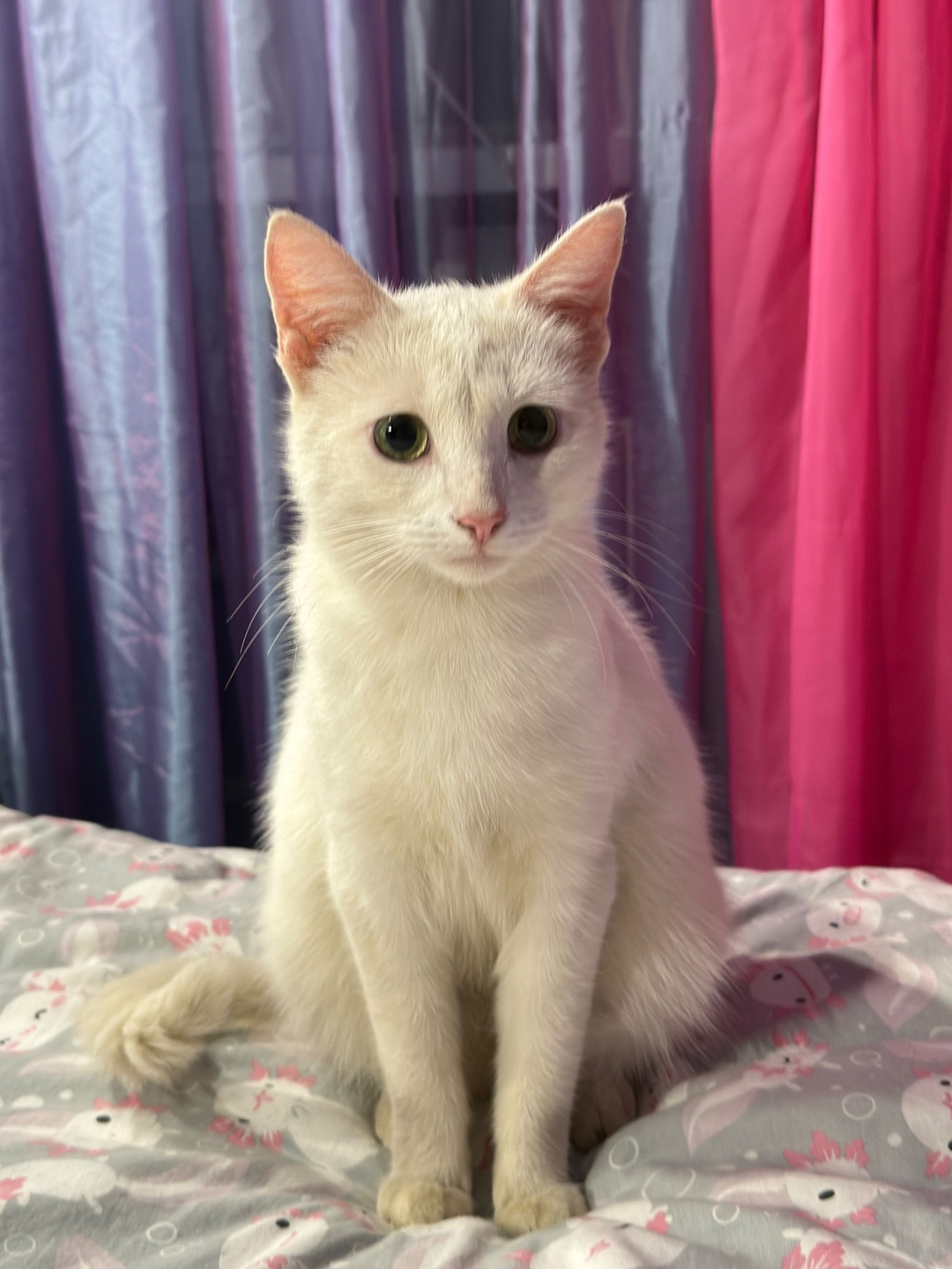 Found Cat in Cambridge, England — listing photo