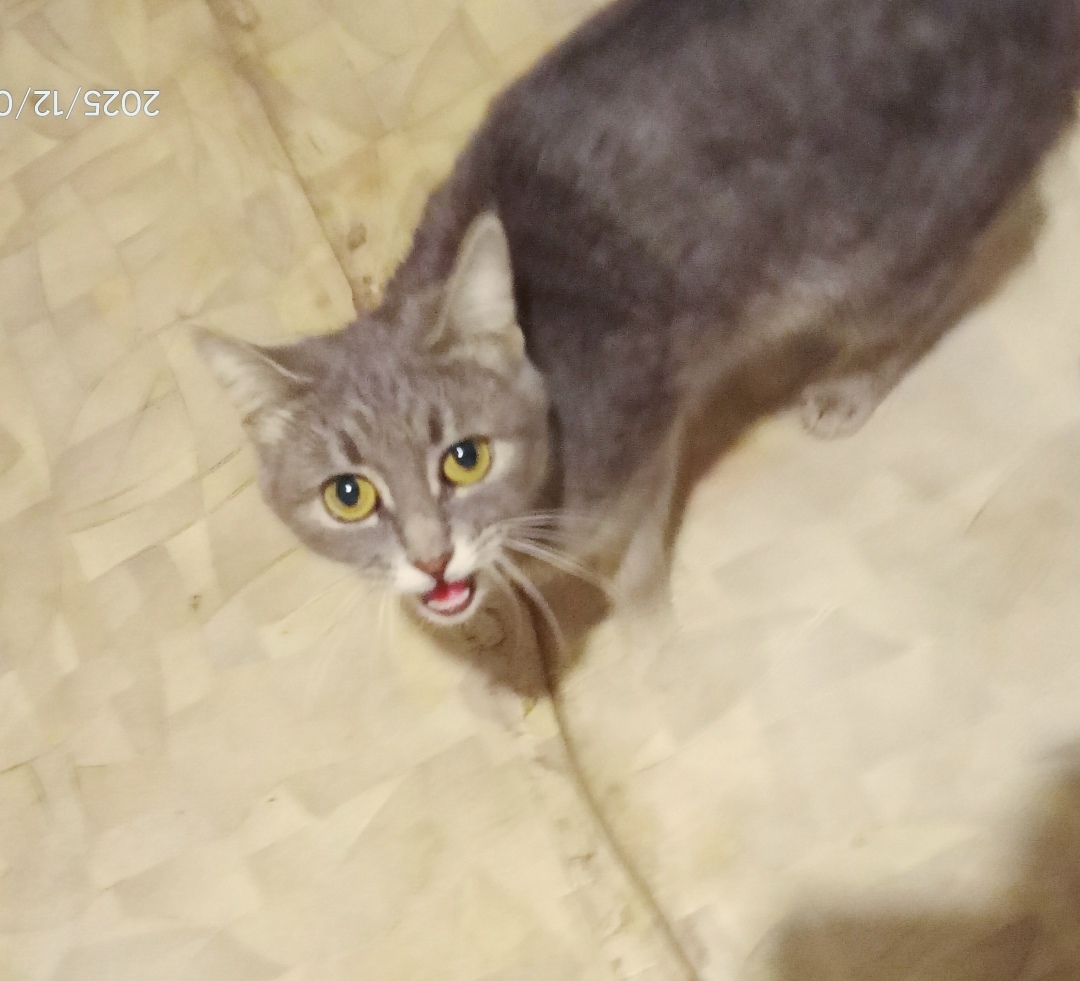Found Cat in Northampton, England: Stray cat found in Northampton Found Cat in Northampton, England — Stray cat found in Northampton