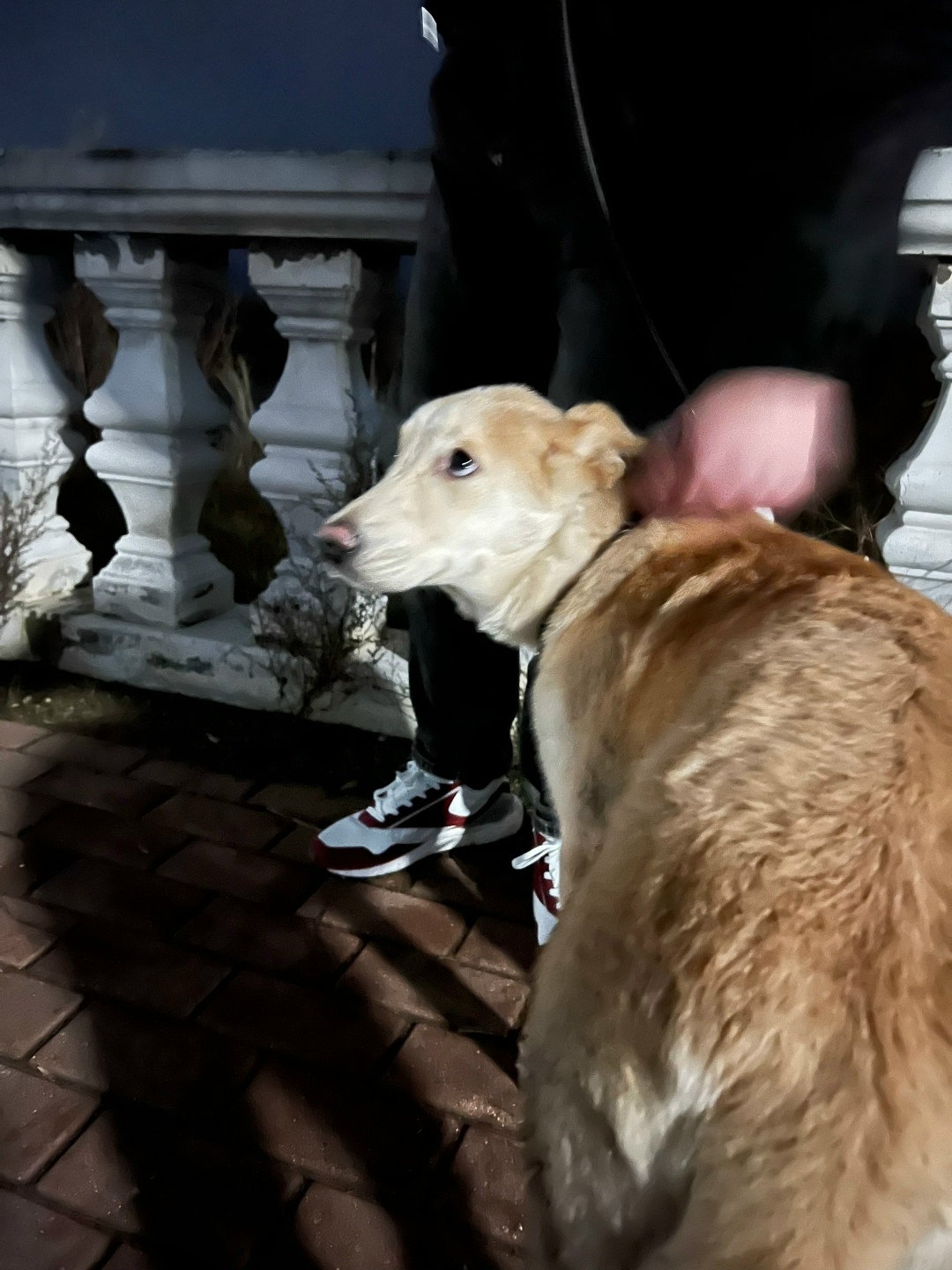 Found Dog in Wolverhampton, England — listing photo