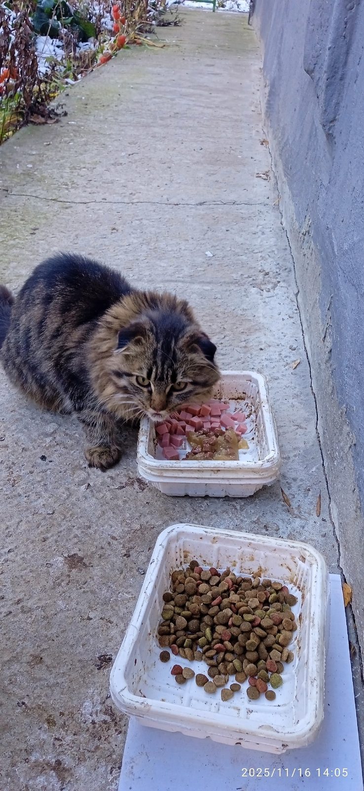 Found Dog in Southampton, England — listing photo