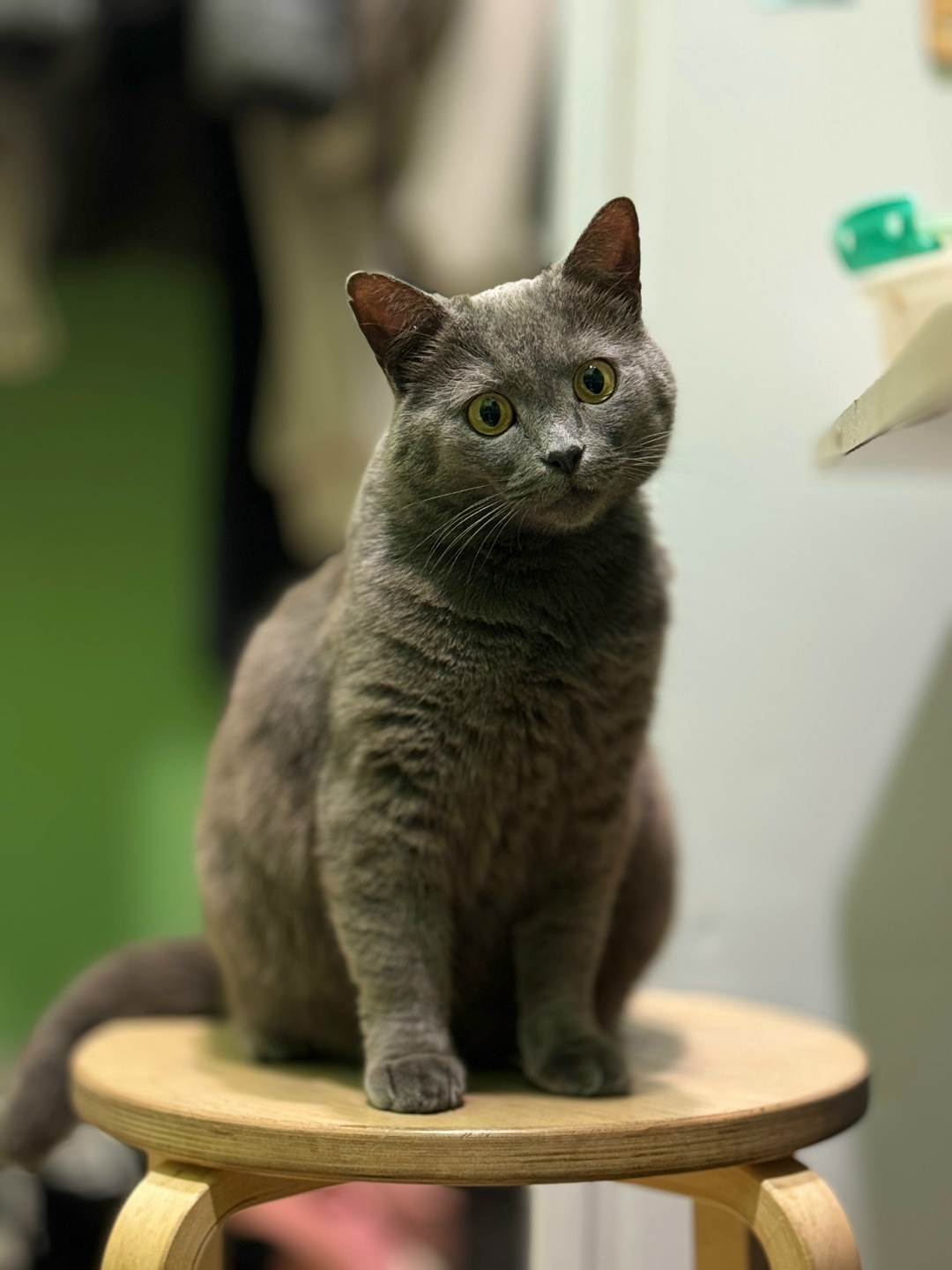 Lost Cat in Bristol, England — listing photo