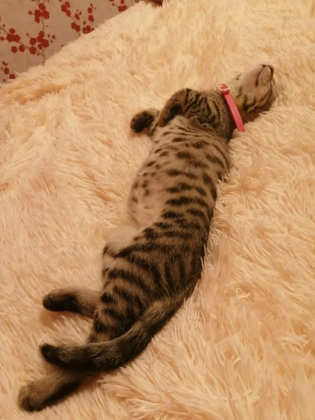 Lost Cat in Watford, England Lost Cat in Watford, England — listing photo