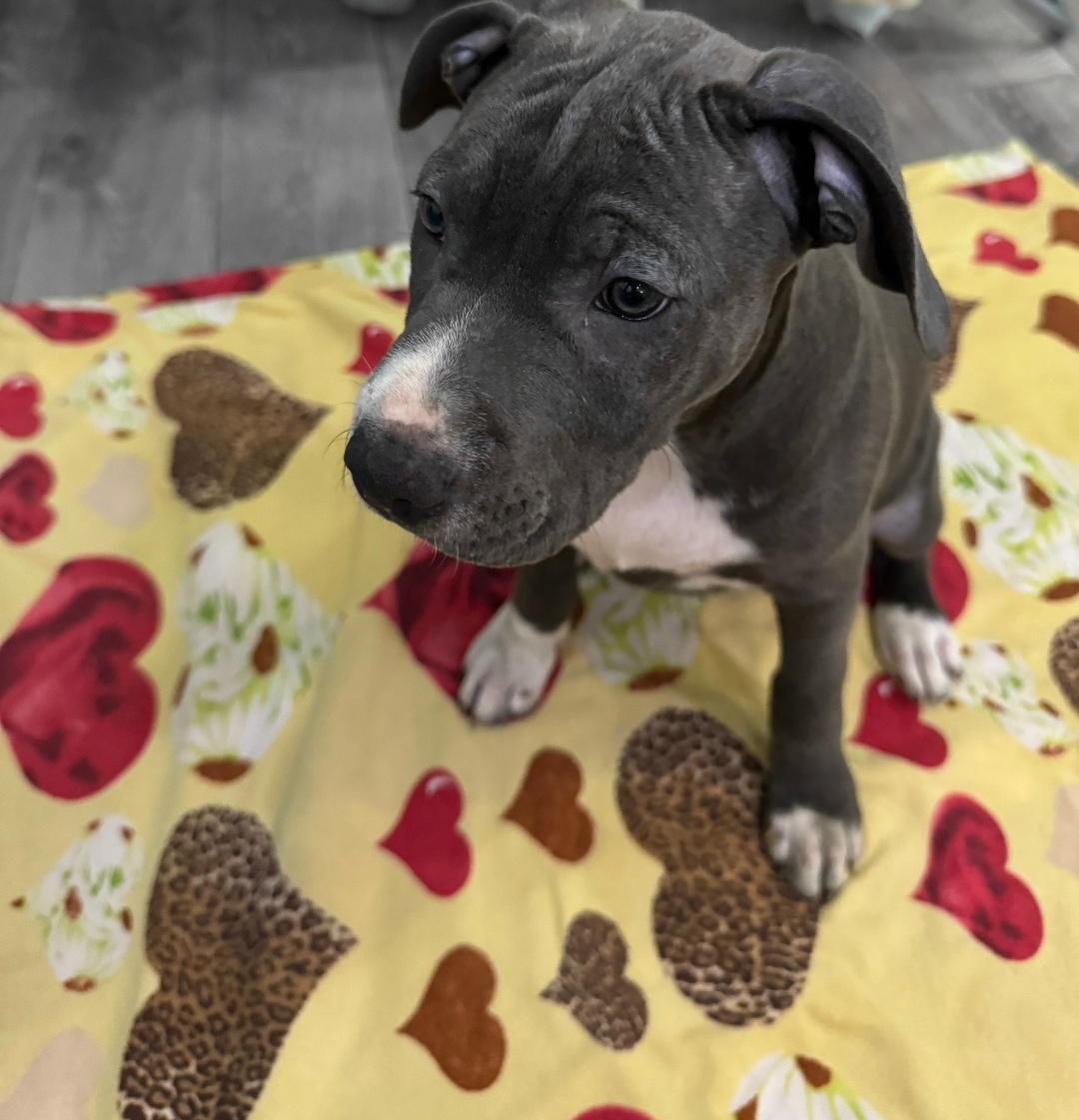 Found Dog in Wolverhampton, England — Stray dog found in Wolverhampton