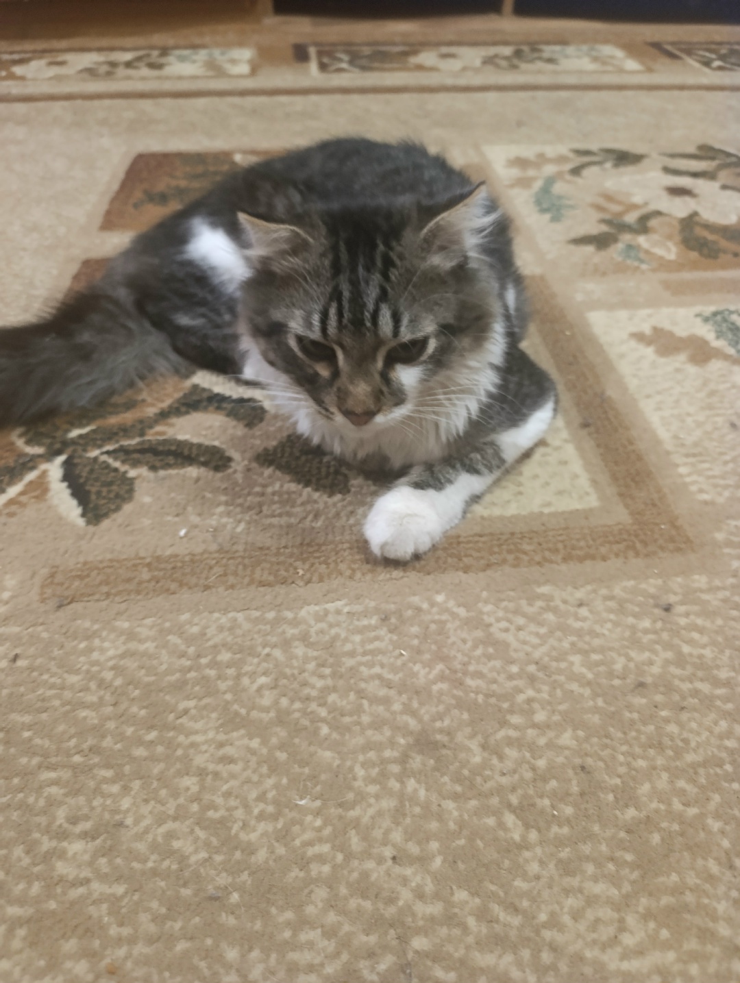 Lost Cat in Bristol, England — listing photo