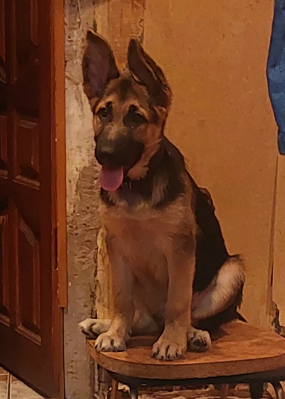 Lost Dog in Norwich, England — listing photo