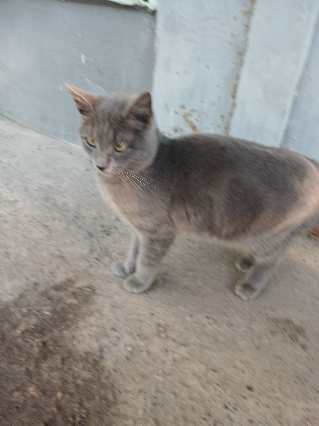 Found Cat in Telford, England Found Cat in Telford, England — listing photo