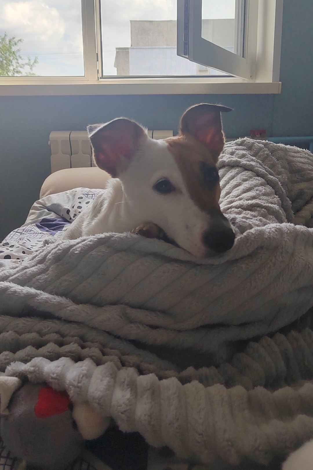 Found Dog in Swindon, England: Stray dog found in Swindon Found Dog in Swindon, England — Stray dog found in Swindon