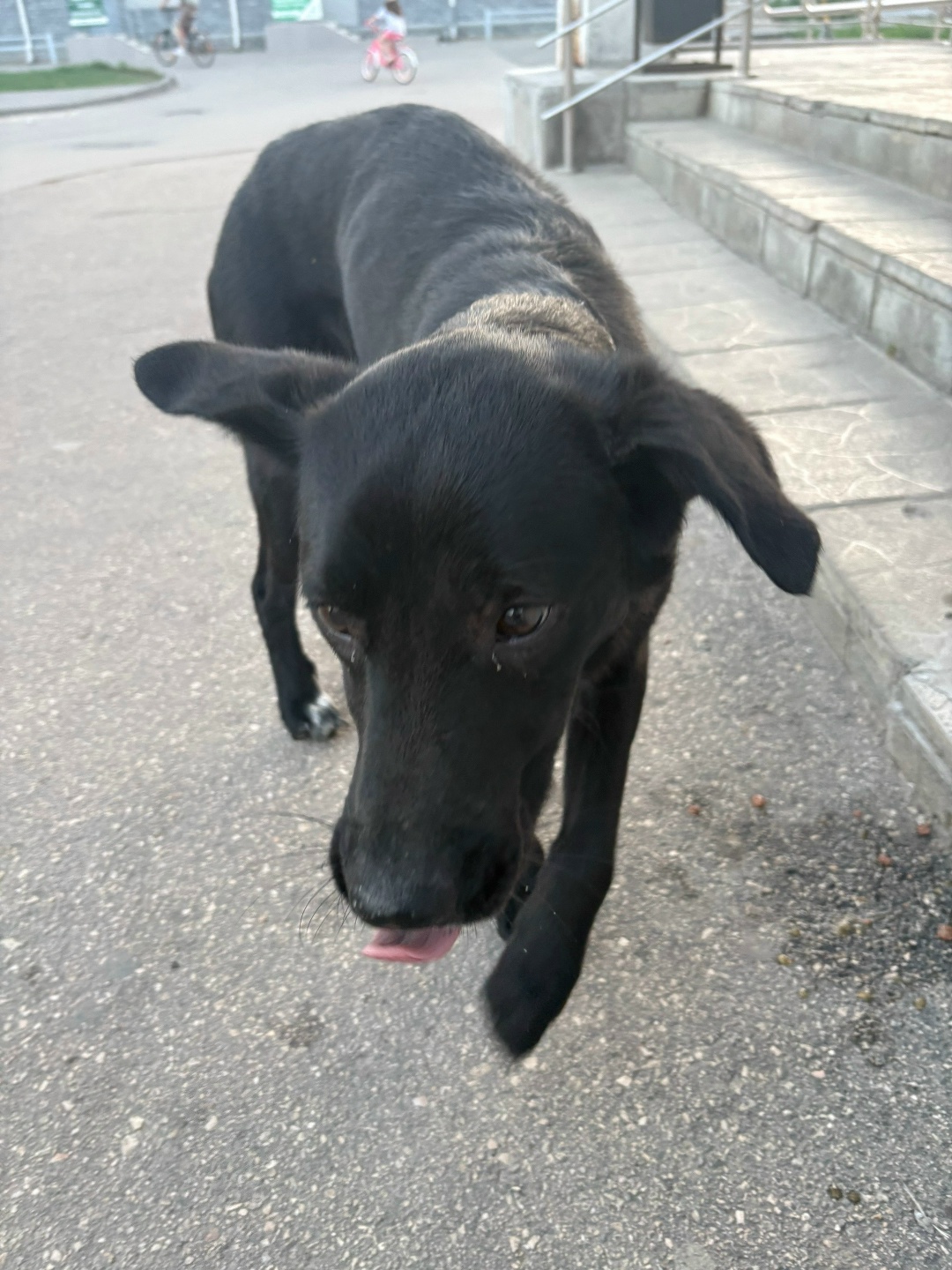 Lost Dog in Birmingham, England — listing photo