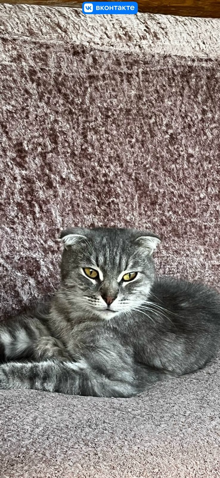 Found Cat in Manchester, England — listing photo
