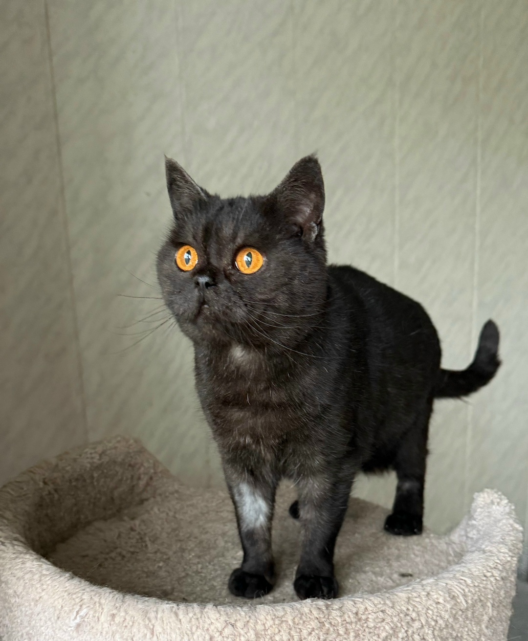 Found Cat in Milton Keynes, England Found Cat in Milton Keynes, England — listing photo