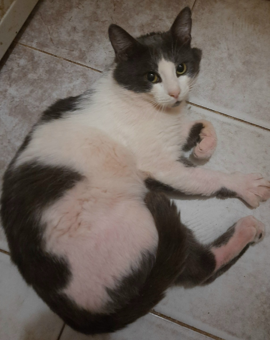 Found Cat in Manchester, England — listing photo