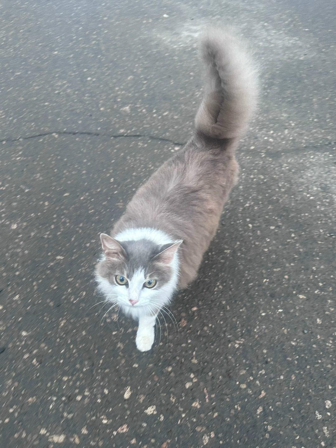 Found Cat in Birmingham, England — Cat found safe in Birmingham