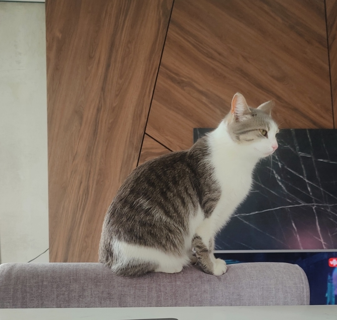 Lost Cat in Southampton, England — listing photo