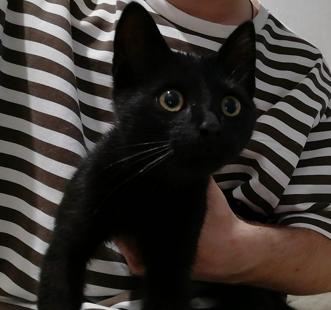 Found Cat in Derby, England — listing photo