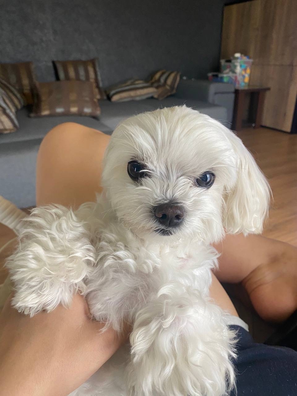 Found Dog in Gloucester, England — listing photo