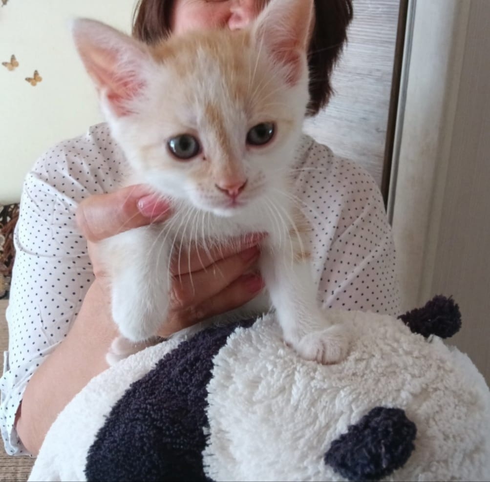 Found Cat in Wolverhampton, England — listing photo