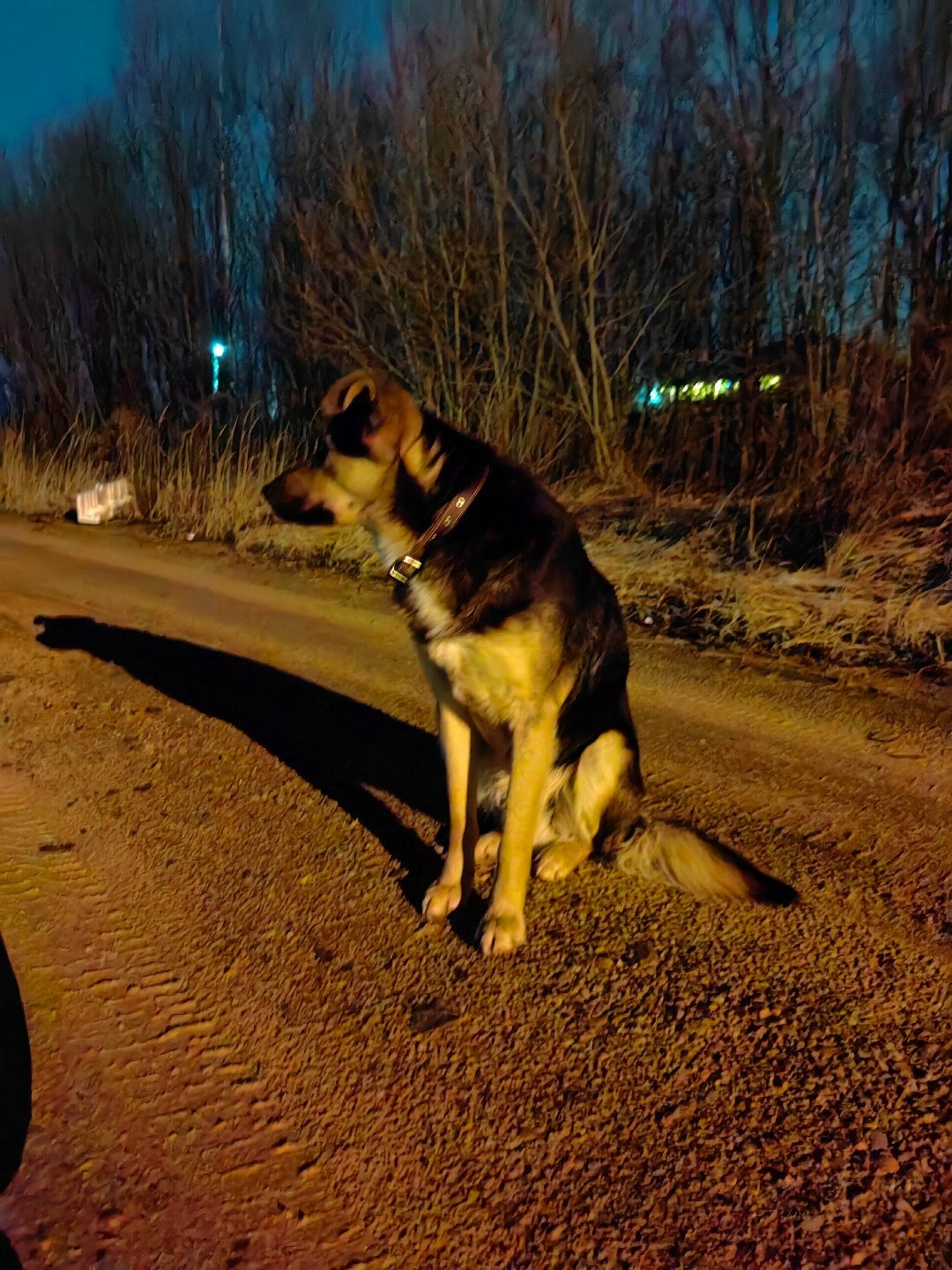 Lost Dog in Leeds, England — listing photo