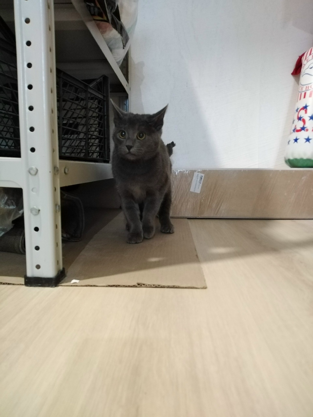 Found Cat in Milton Keynes, England: Cat found in Milton Keynes Found Cat in Milton Keynes, England — Cat found in Milton Keynes