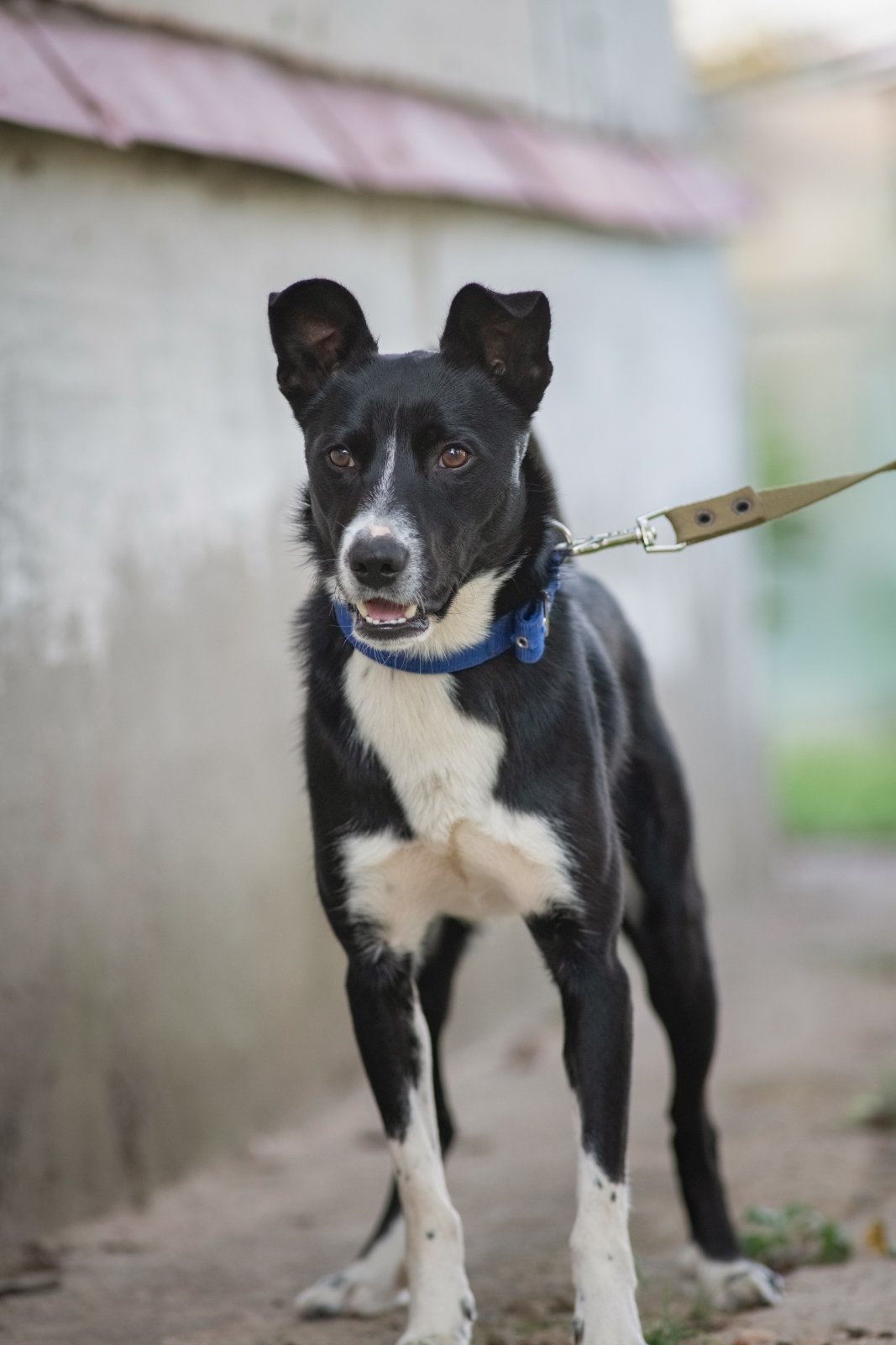 Lost Dog in Southampton, England — listing photo