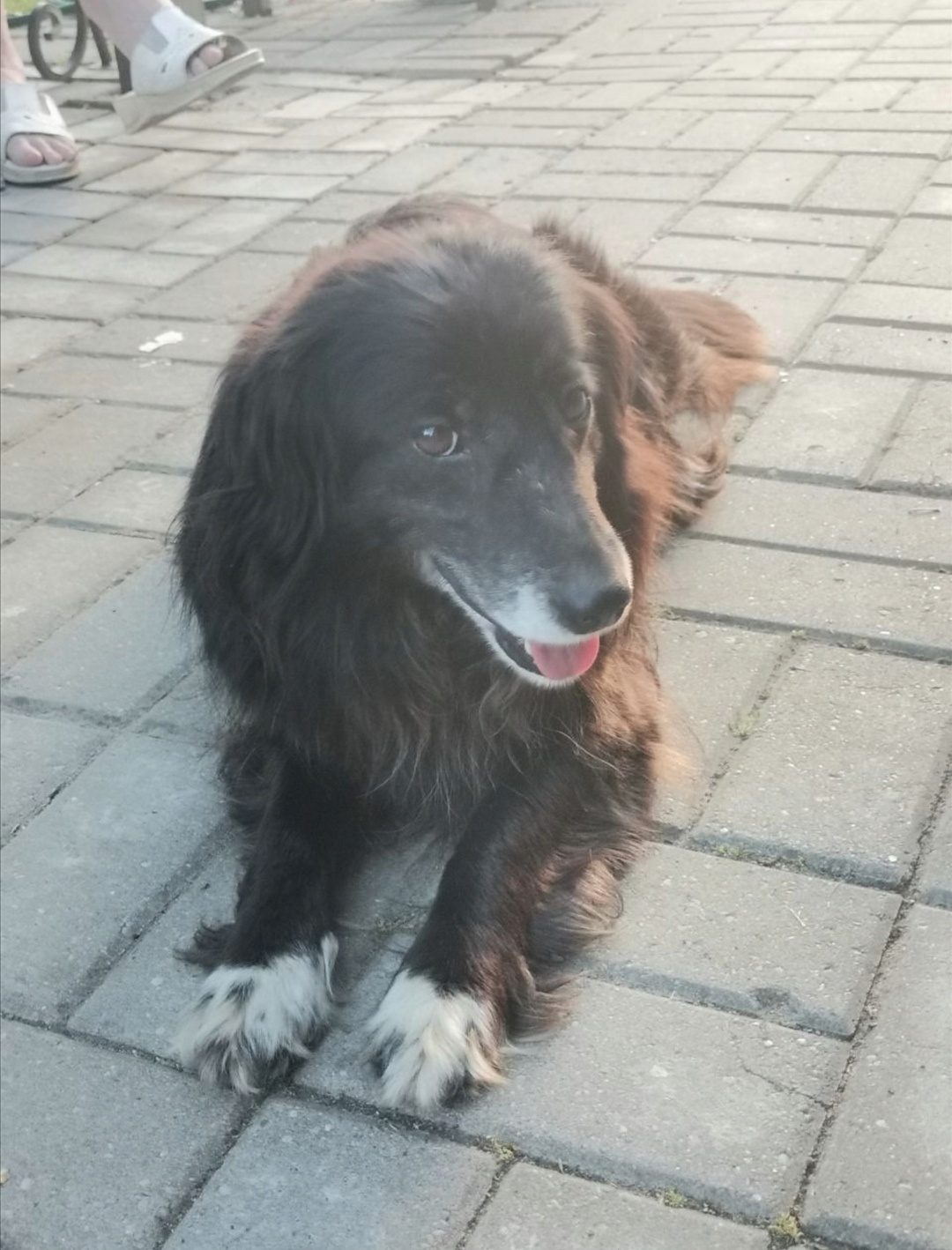 Found Dog in Nottingham, England — Dog found safe in Nottingham
