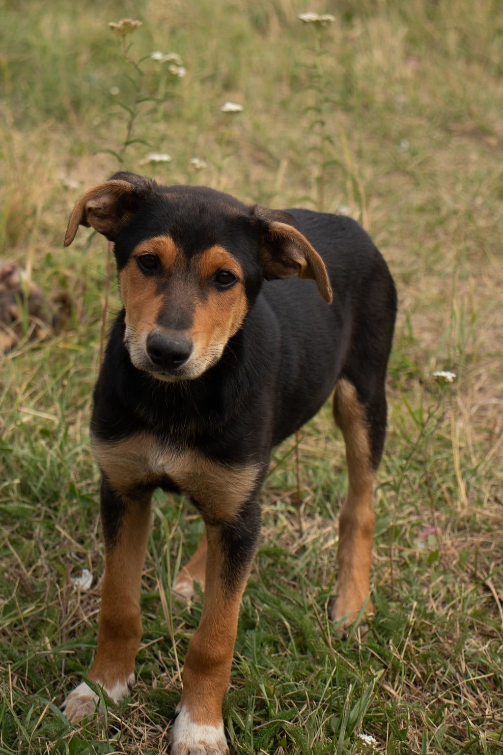 Lost Dog in Bristol, England — Have you seen this dog in Bristol?