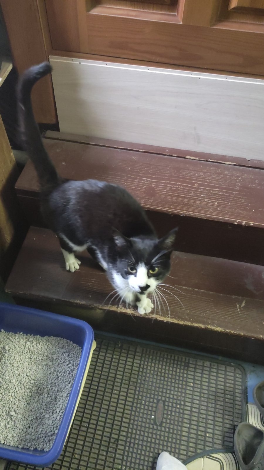 Lost Cat in Cardiff, Wales — listing photo