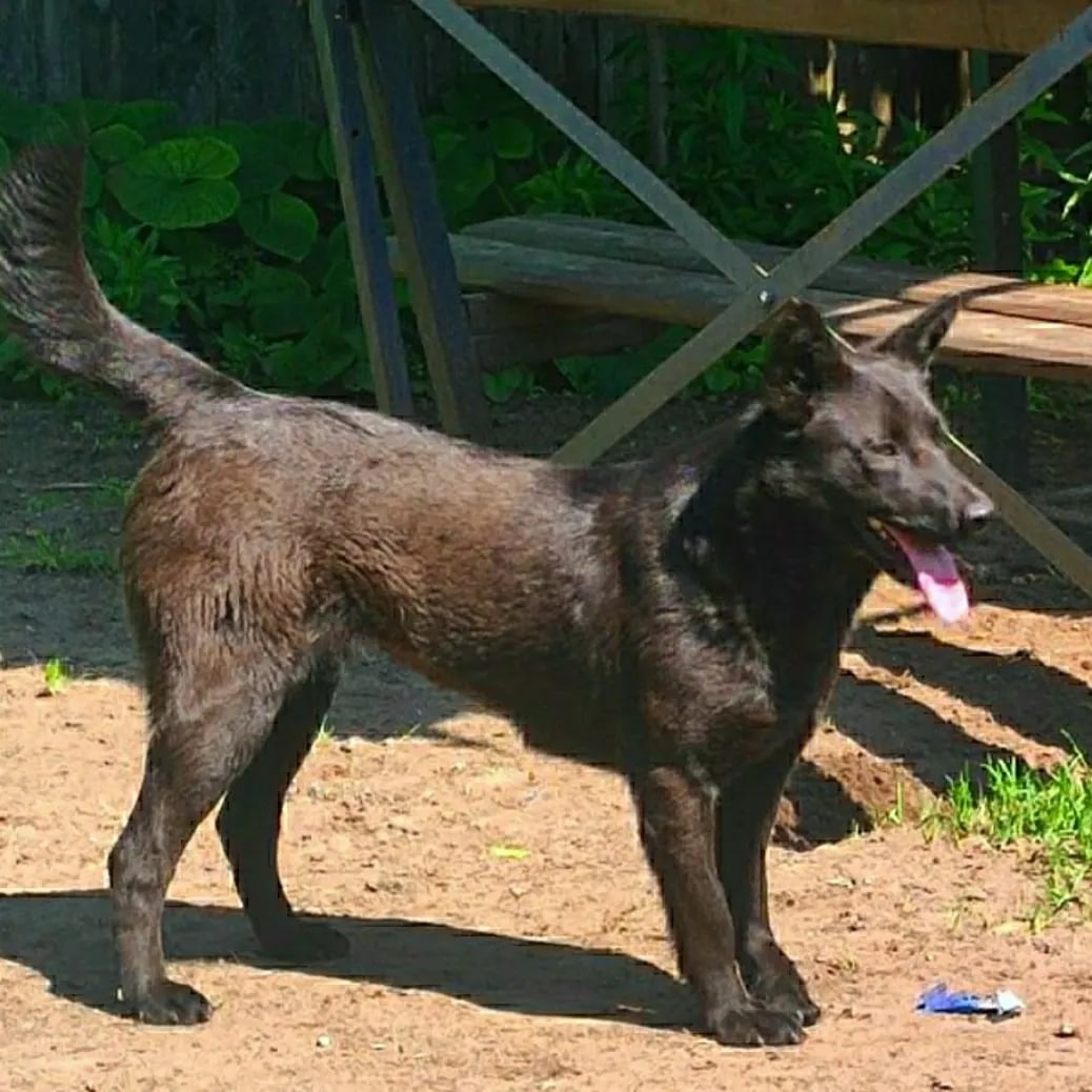 Found Dog in Nottingham, England — Dog found safe in Nottingham