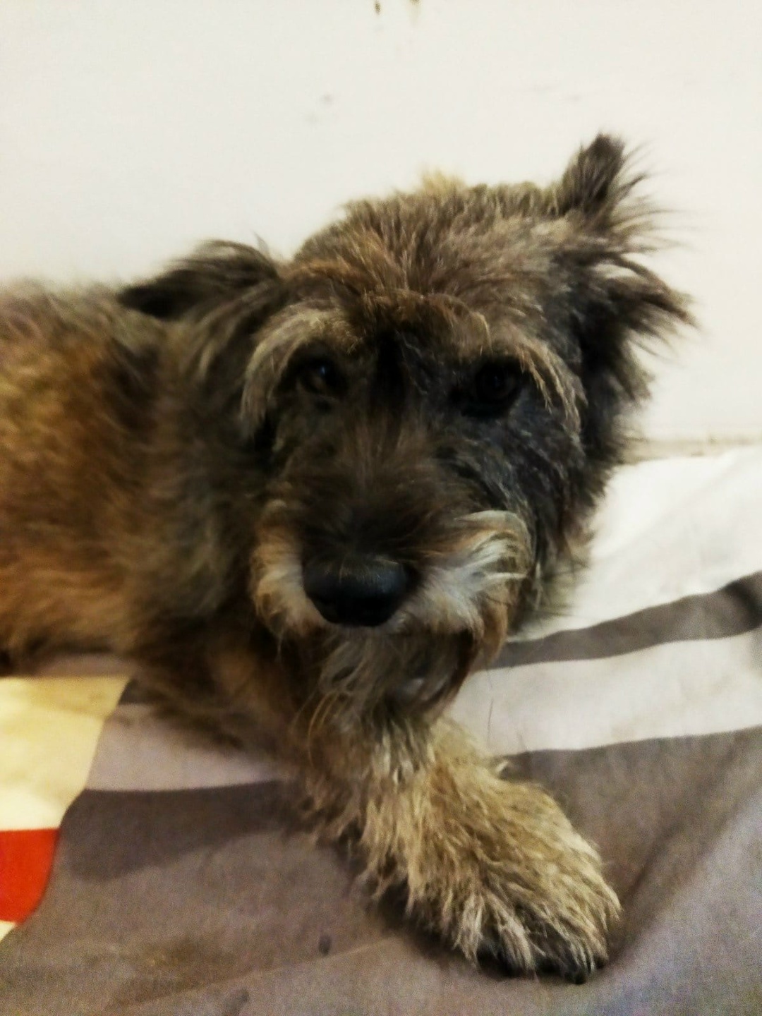 Found Dog in Nottingham, England — listing photo