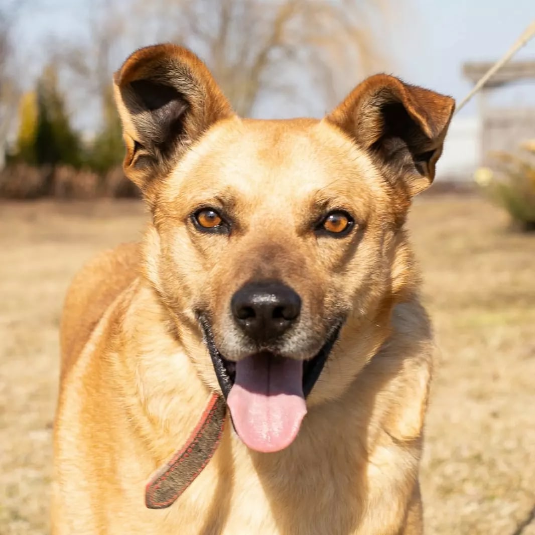 Found Dog in Newcastle upon Tyne, England — listing photo