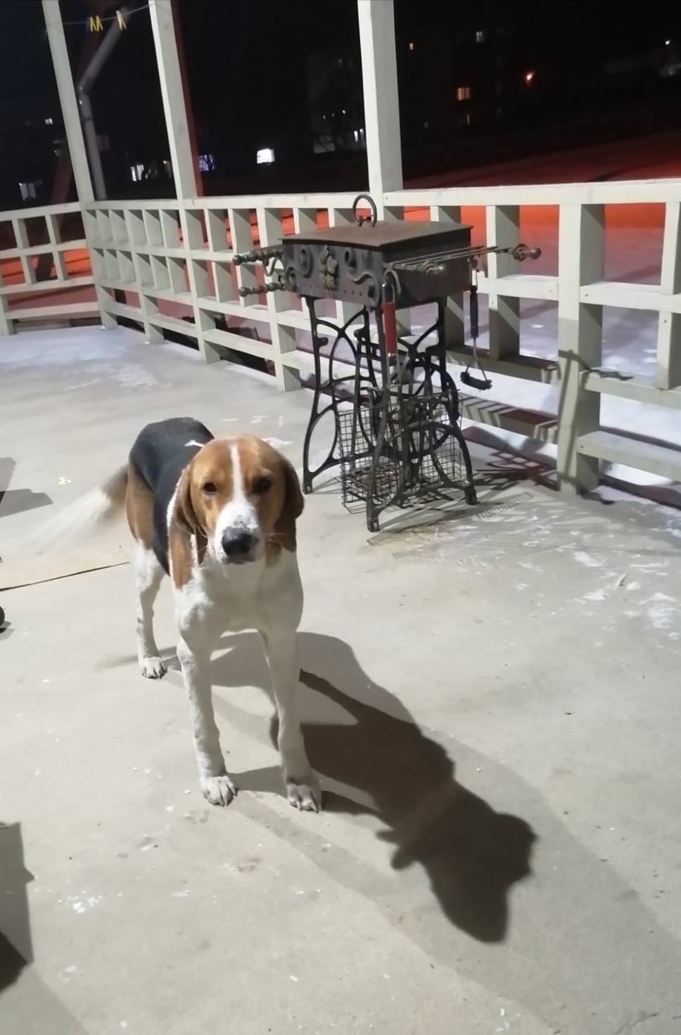 Found Dog in Bristol, England — listing photo
