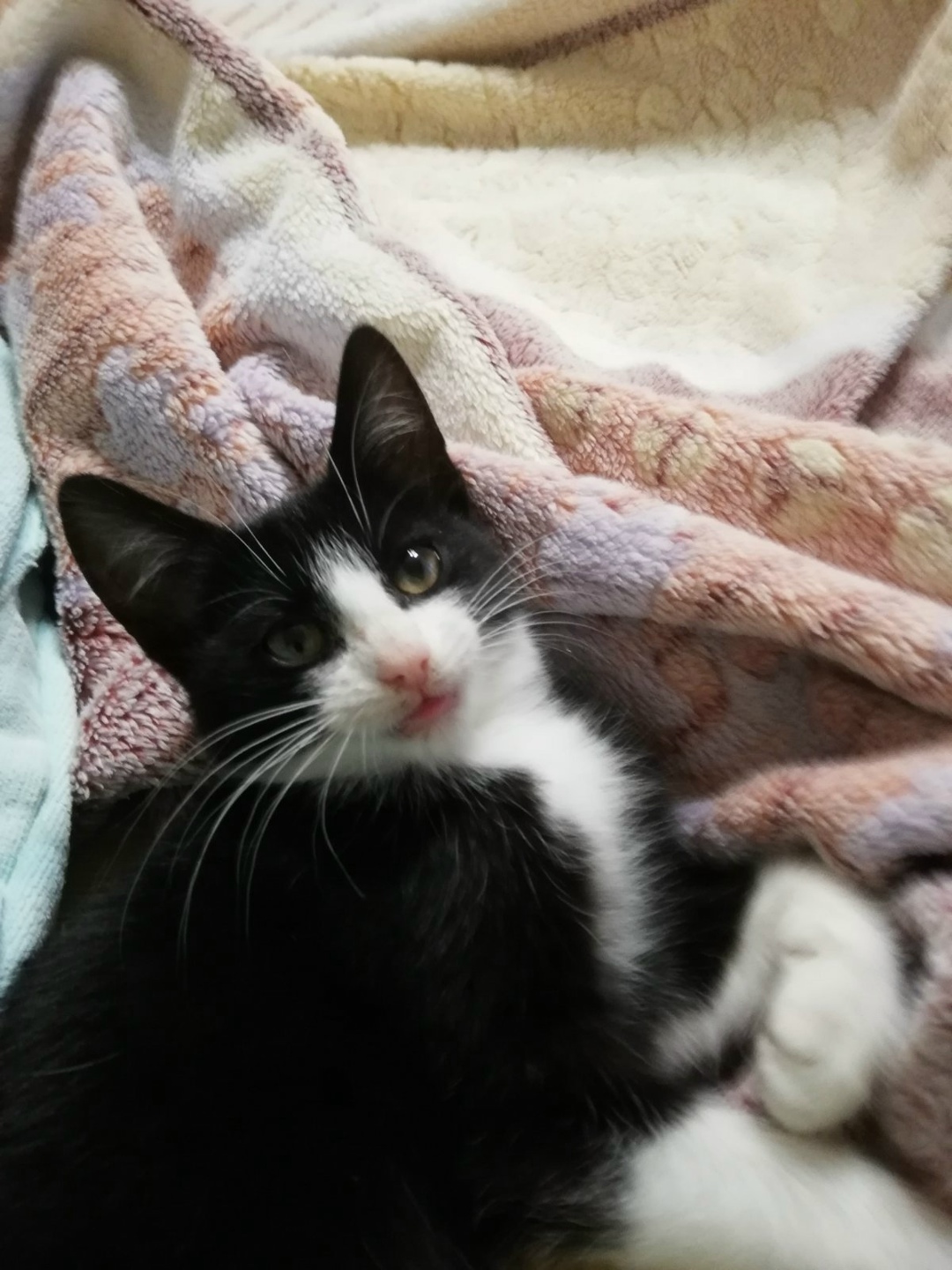 Found Cat in Cambridge, England — Cat found in Cambridge