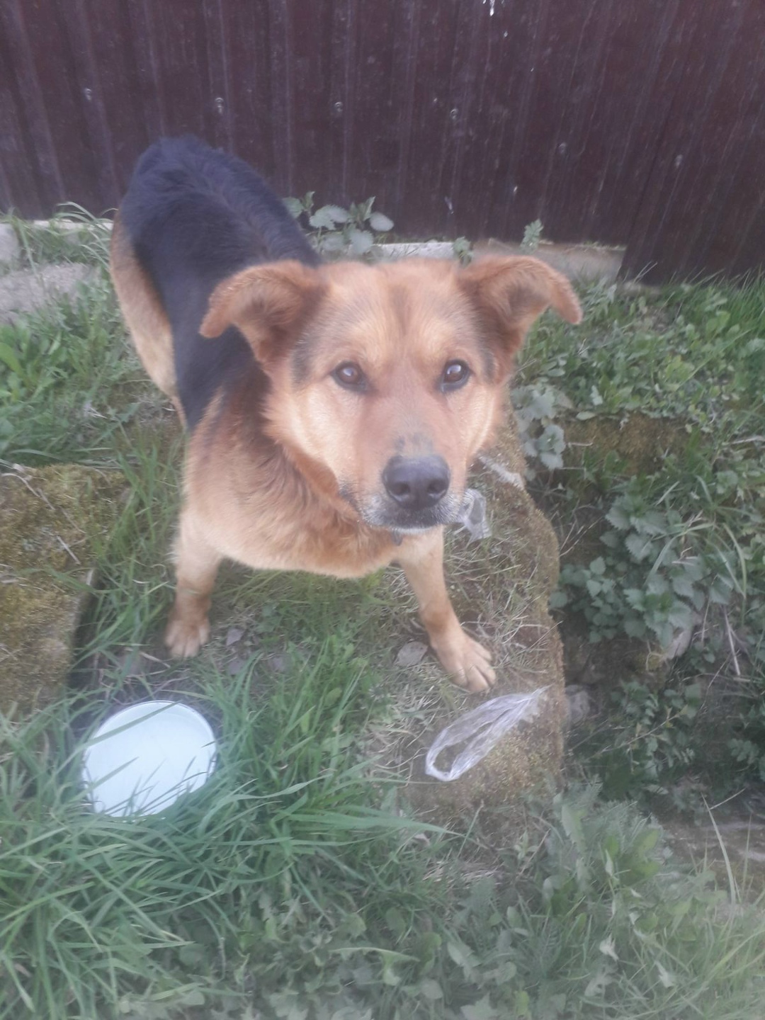 Found Dog in Swansea, Wales — Stray dog found in Swansea