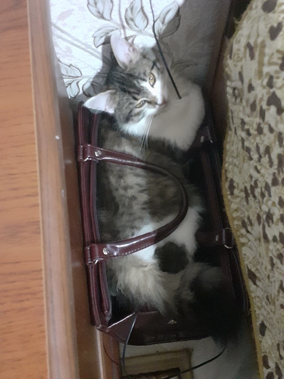 Lost Cat in Huddersfield, England: Have you seen this cat in Huddersfield? Lost Cat in Huddersfield, England — Have you seen this cat in Huddersfield?