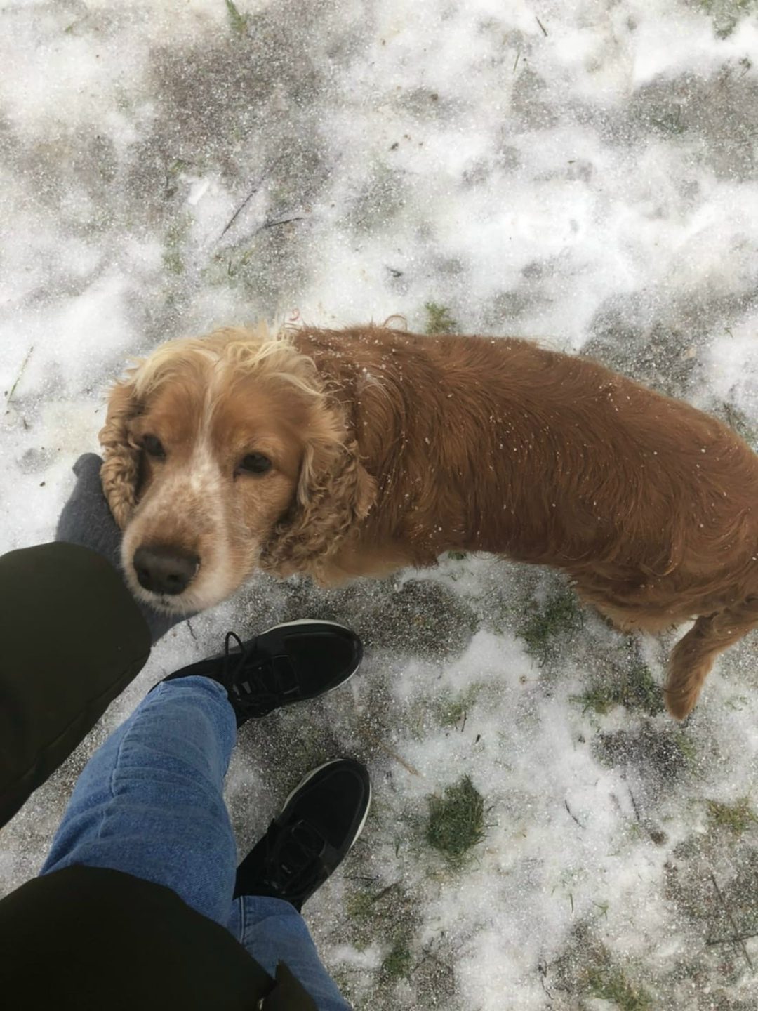 Found Dog in Gloucester, England — Stray dog found in Gloucester