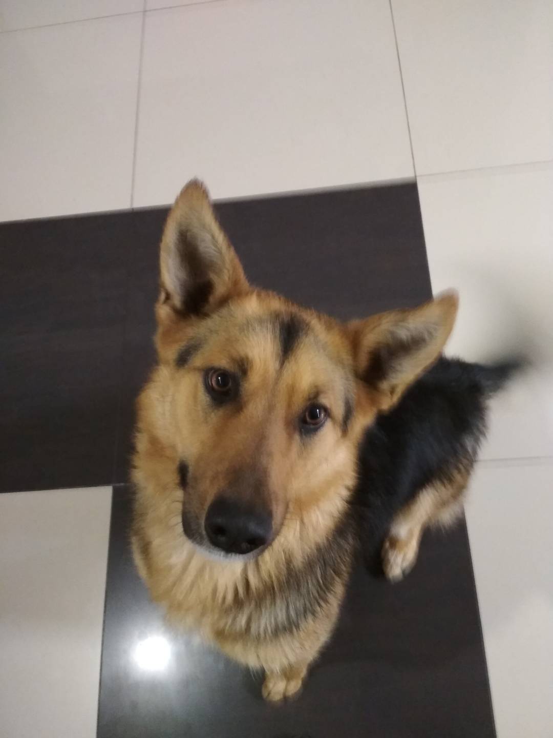 Found Dog in Wolverhampton, England — listing photo