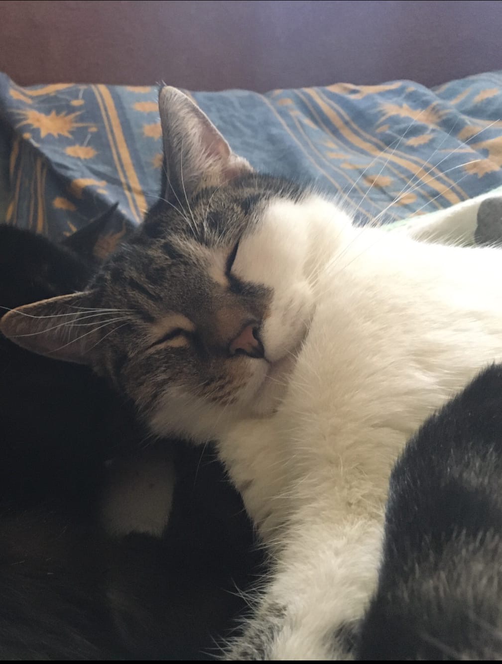Found Cat in Northampton, England Found Cat in Northampton, England — listing photo