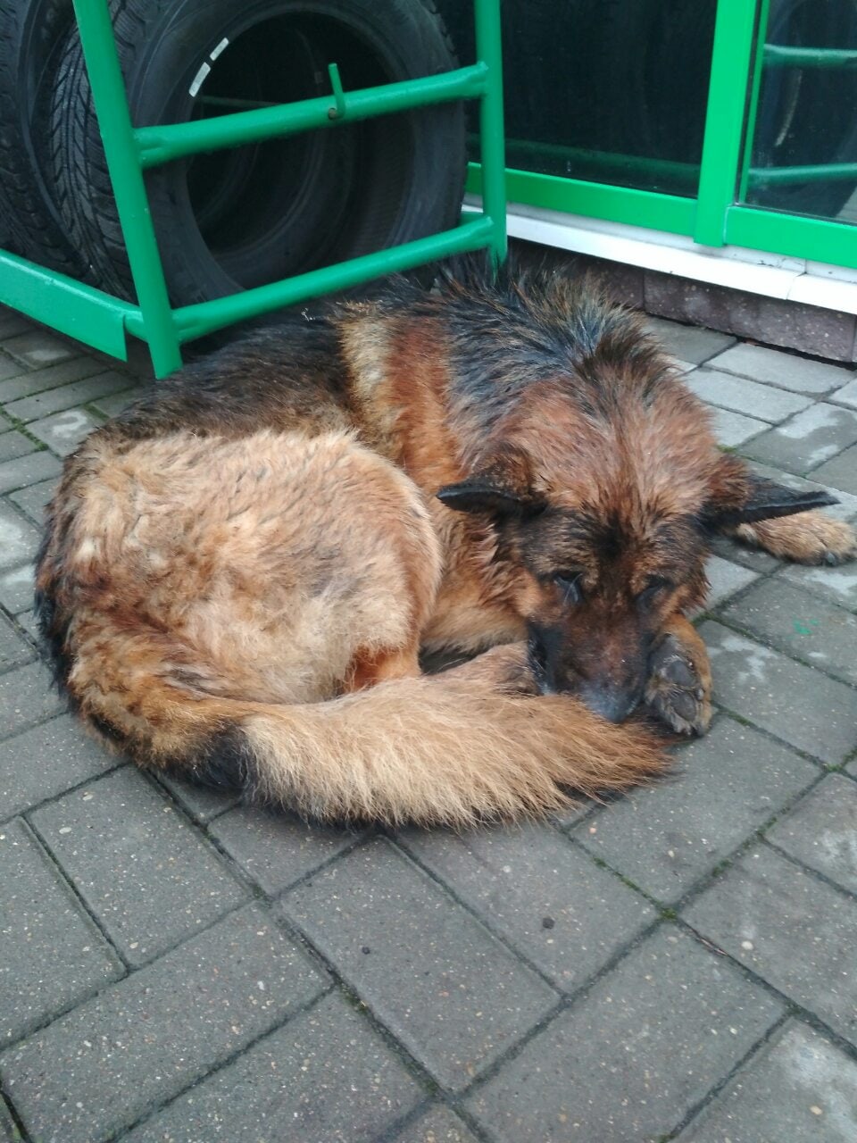 Found Dog in Oxford, England — listing photo