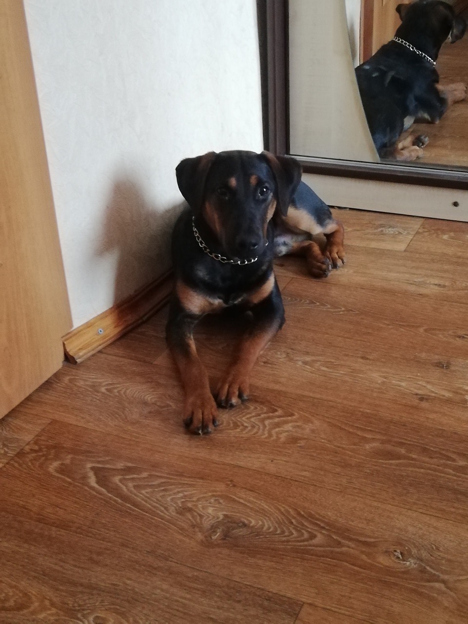 Found Dog in Manchester, England — Stray dog found in Manchester