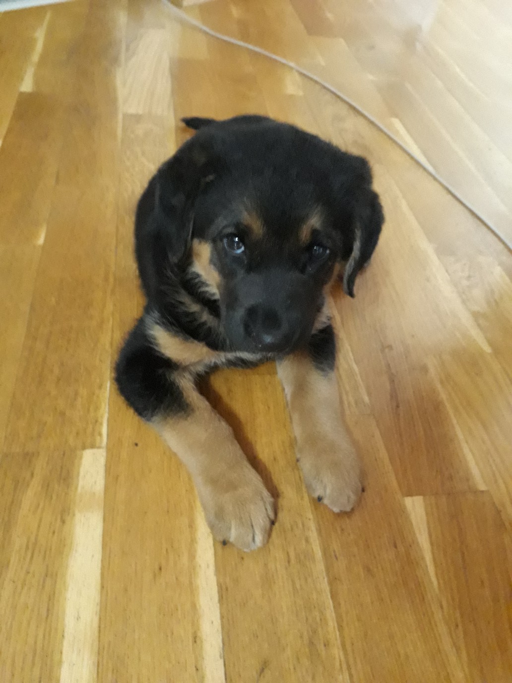 Found Dog in Watford, England: Dog found in Watford Found Dog in Watford, England — Dog found in Watford
