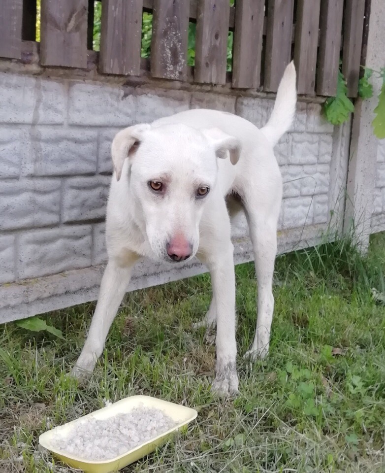 Lost Dog in Exeter, England — Have you seen this dog in Exeter?