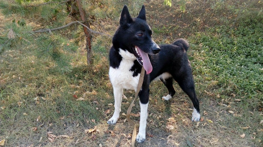 Lost Dog in Aberdeen, Scotland — listing photo